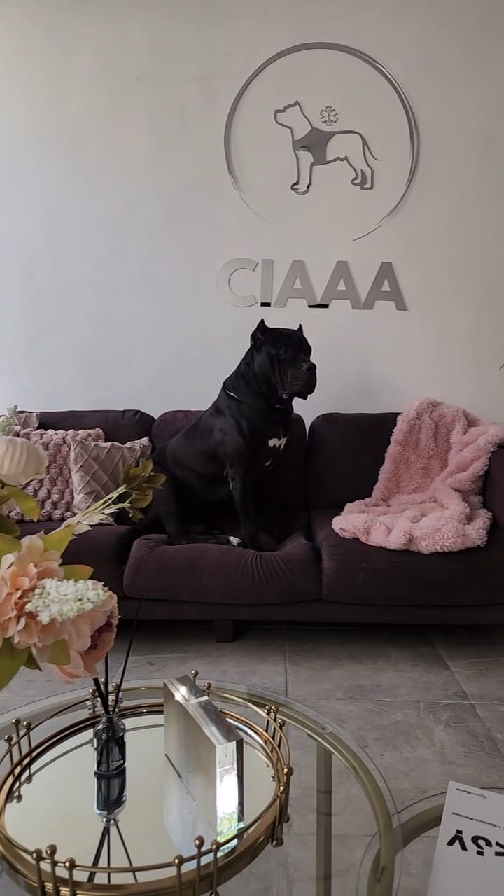 CEO